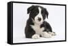 Border Collie Puppy-Mark Taylor-Framed Stretched Canvas