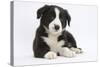 Border Collie Puppy-Mark Taylor-Stretched Canvas