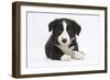 Border Collie Puppy-Mark Taylor-Framed Photographic Print