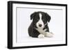 Border Collie Puppy-Mark Taylor-Framed Photographic Print
