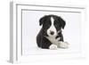 Border Collie Puppy-Mark Taylor-Framed Photographic Print