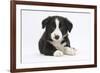 Border Collie Puppy-Mark Taylor-Framed Photographic Print