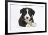 Border Collie Puppy-Mark Taylor-Framed Photographic Print