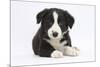 Border Collie Puppy-Mark Taylor-Mounted Photographic Print