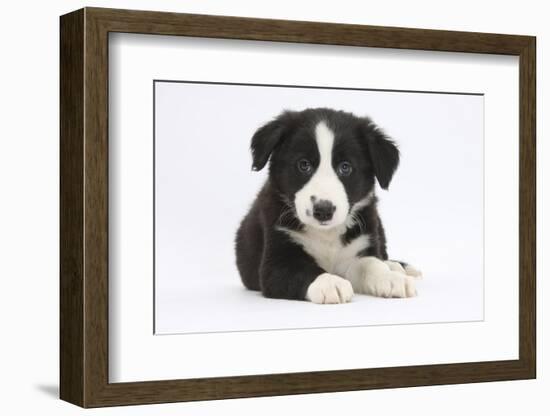 Border Collie Puppy-Mark Taylor-Framed Photographic Print