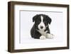 Border Collie Puppy-Mark Taylor-Framed Photographic Print