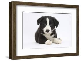 Border Collie Puppy-Mark Taylor-Framed Photographic Print