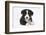 Border Collie Puppy-Mark Taylor-Framed Photographic Print