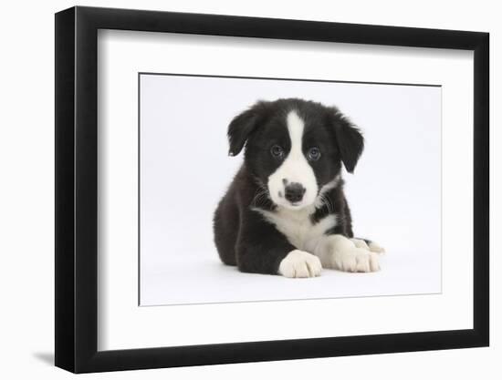 Border Collie Puppy-Mark Taylor-Framed Photographic Print