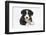 Border Collie Puppy-Mark Taylor-Framed Photographic Print