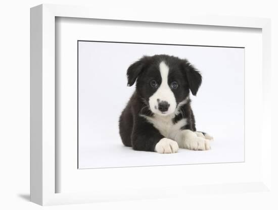 Border Collie Puppy-Mark Taylor-Framed Photographic Print