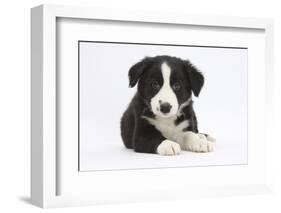 Border Collie Puppy-Mark Taylor-Framed Photographic Print