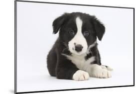 Border Collie Puppy-Mark Taylor-Mounted Photographic Print