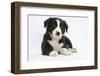 Border Collie Puppy-Mark Taylor-Framed Photographic Print