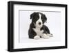 Border Collie Puppy-Mark Taylor-Framed Photographic Print