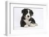 Border Collie Puppy-Mark Taylor-Framed Photographic Print