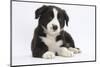 Border Collie Puppy-Mark Taylor-Mounted Photographic Print