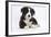Border Collie Puppy-Mark Taylor-Framed Photographic Print