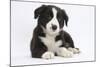 Border Collie Puppy-Mark Taylor-Mounted Photographic Print