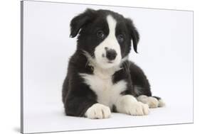 Border Collie Puppy-Mark Taylor-Stretched Canvas