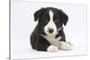 Border Collie Puppy-Mark Taylor-Stretched Canvas