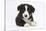 Border Collie Puppy-Mark Taylor-Stretched Canvas