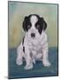 Border Collie Puppy-Angeles M Pomata-Mounted Giclee Print