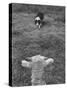 Border Collie, Roy, Winner of North American Sheep Dog Society Championship 3 Times in Succession-Robert W^ Kelley-Stretched Canvas