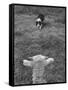 Border Collie, Roy, Winner of North American Sheep Dog Society Championship 3 Times in Succession-Robert W^ Kelley-Framed Stretched Canvas