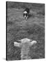 Border Collie, Roy, Winner of North American Sheep Dog Society Championship 3 Times in Succession-Robert W^ Kelley-Stretched Canvas