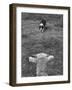 Border Collie, Roy, Winner of North American Sheep Dog Society Championship 3 Times in Succession-Robert W^ Kelley-Framed Photographic Print