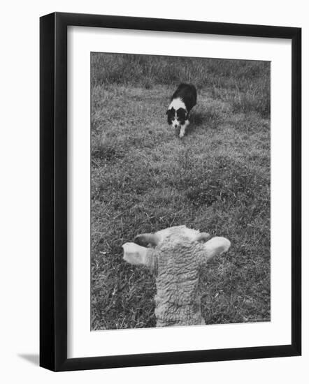 Border Collie, Roy, Winner of North American Sheep Dog Society Championship 3 Times in Succession-Robert W^ Kelley-Framed Photographic Print