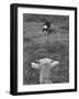 Border Collie, Roy, Winner of North American Sheep Dog Society Championship 3 Times in Succession-Robert W^ Kelley-Framed Photographic Print