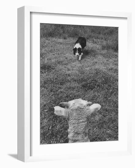 Border Collie, Roy, Winner of North American Sheep Dog Society Championship 3 Times in Succession-Robert W^ Kelley-Framed Photographic Print