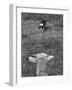 Border Collie, Roy, Winner of North American Sheep Dog Society Championship 3 Times in Succession-Robert W^ Kelley-Framed Photographic Print