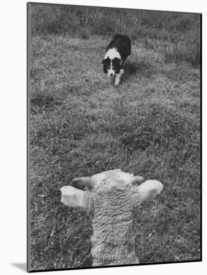 Border Collie, Roy, Winner of North American Sheep Dog Society Championship 3 Times in Succession-Robert W^ Kelley-Mounted Photographic Print