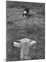 Border Collie, Roy, Winner of North American Sheep Dog Society Championship 3 Times in Succession-Robert W^ Kelley-Mounted Photographic Print