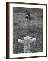 Border Collie, Roy, Winner of North American Sheep Dog Society Championship 3 Times in Succession-Robert W^ Kelley-Framed Photographic Print