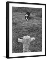 Border Collie, Roy, Winner of North American Sheep Dog Society Championship 3 Times in Succession-Robert W^ Kelley-Framed Photographic Print