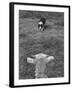 Border Collie, Roy, Winner of North American Sheep Dog Society Championship 3 Times in Succession-Robert W^ Kelley-Framed Photographic Print