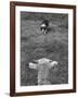 Border Collie, Roy, Winner of North American Sheep Dog Society Championship 3 Times in Succession-Robert W^ Kelley-Framed Photographic Print