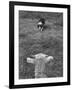 Border Collie, Roy, Winner of North American Sheep Dog Society Championship 3 Times in Succession-Robert W^ Kelley-Framed Photographic Print