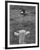 Border Collie, Roy, Winner of North American Sheep Dog Society Championship 3 Times in Succession-Robert W^ Kelley-Framed Photographic Print