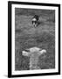 Border Collie, Roy, Winner of North American Sheep Dog Society Championship 3 Times in Succession-Robert W^ Kelley-Framed Photographic Print