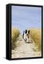 Border Collie Running Down Path Through Field-null-Framed Stretched Canvas