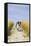 Border Collie Running Down Path Through Field-null-Framed Stretched Canvas