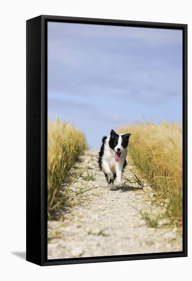 Border Collie Running Down Path Through Field-null-Framed Stretched Canvas