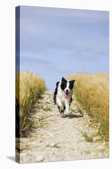 Border Collie Running Down Path Through Field-null-Stretched Canvas