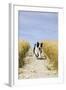 Border Collie Running Down Path Through Field-null-Framed Photographic Print