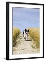 Border Collie Running Down Path Through Field-null-Framed Photographic Print